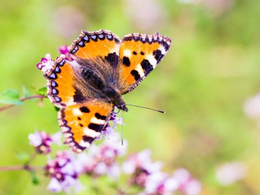 Arka plan üzerinde çiçekler closeup kelebeği