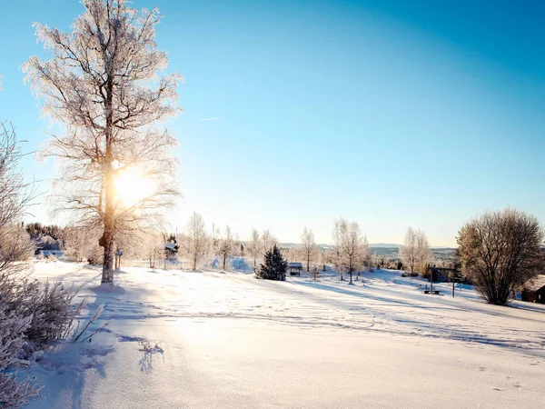 Заснеженные Деревья Зимнем Солнечном Свете — стоковое фото