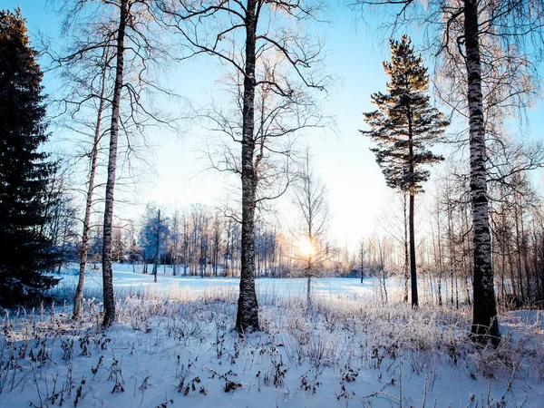 Заснеженные Деревья Зимнем Солнечном Свете — стоковое фото