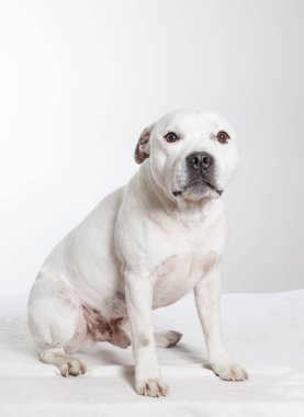 Cute white amstaff staffy sitting in studio looking little bit sad with white background clipart