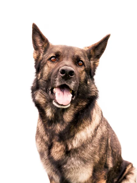 ジャーマン シェパード犬の肖像画 — ストック写真