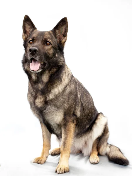 Schäferhund Porträt — Stockfoto