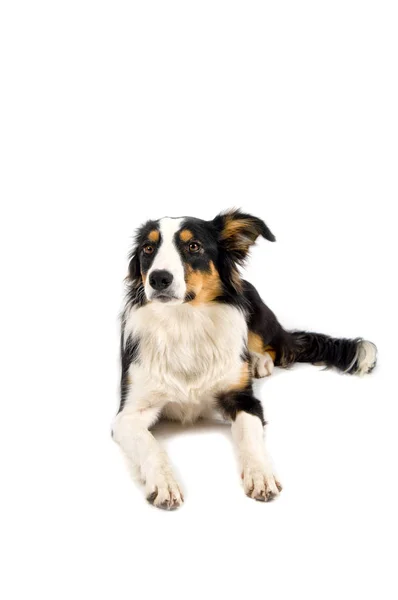 Niedlichen Hund Porträt Auf Dem Hintergrund — Stockfoto
