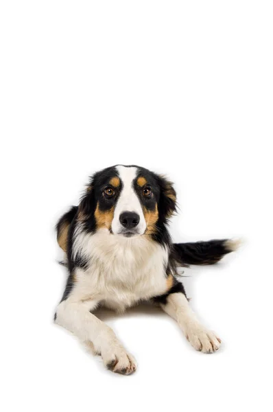 Cute Dog Portrait Background — Stock Photo, Image