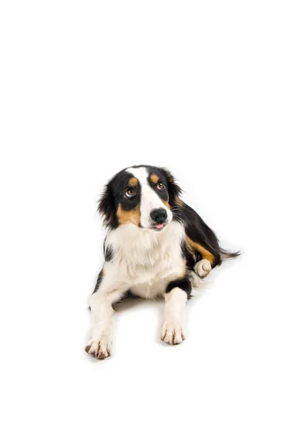 Niedlichen Hund Porträt Auf Dem Hintergrund — Stockfoto