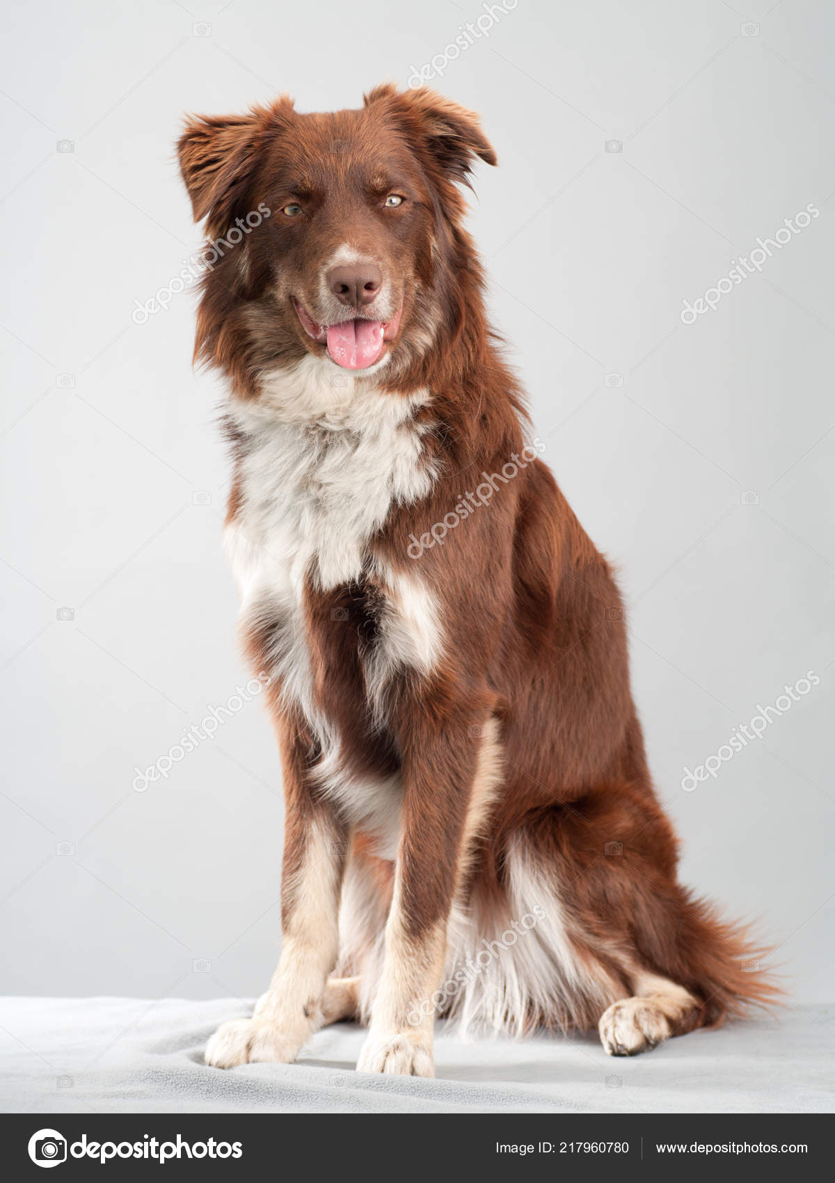 Brown Border Collie Sitting Studio Grey Background Stock Photo Image By C Annaanderssonphotography