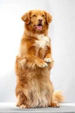 Scotia Duck Tolling Retriever Studio bir hile yaparak