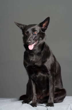 siyah Avustralya ırklarının Studio