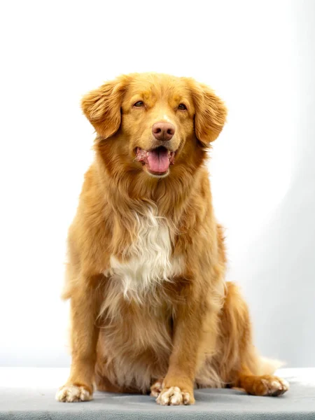 Nova Scotia Duck Tolling Retriever — Stok fotoğraf