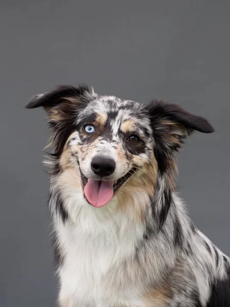 Australischer Schäferhund Mit Einem Blauen Auge Studio Mit Grauem Hintergrund — Stockfoto