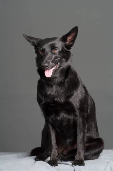 Nero Australiano Kelpie Studio — Foto Stock