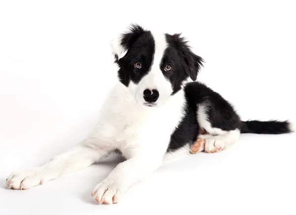 Cane Bordercollie Sdraiato Studio Sfondo Bianco — Foto Stock