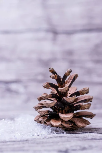 fir cone and snow on background