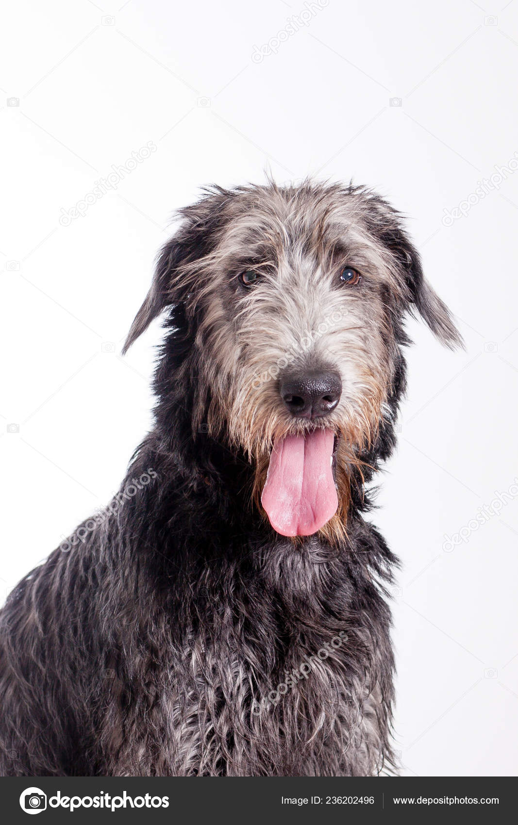 White deerhound cheap