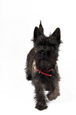  Schnauzer köpek Studio beyaz arka plan üzerinde 