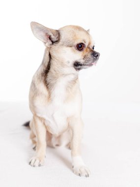 Komik chihuahua Studio beyaz zemin üzerine oturan