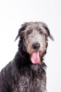 Large Scottish deerhound dog laying down in studio with white background