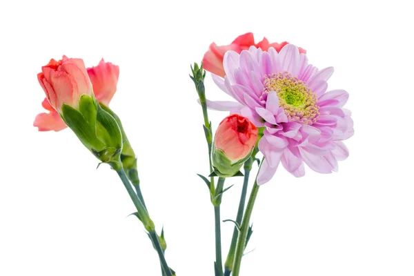 Nahaufnahme Von Blumen Auf Weißem Hintergrund — Stockfoto