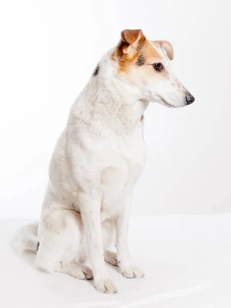 Niedlicher Kurzhaariger Collie Sitzt Studio Und Schaut Die Kamera — Stockfoto