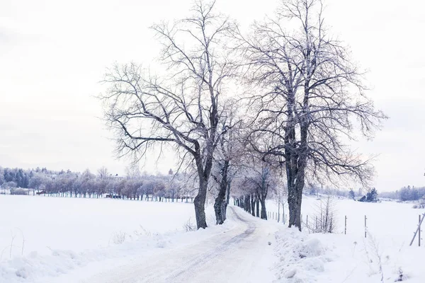 Аллея Зимнее Время Швеции Деревья Снегу Сельской Местности — стоковое фото