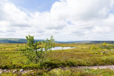 Göle ormanda yansıması ile İsveçli dağlar