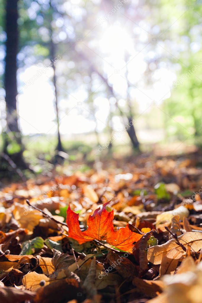 maple autumn leaves on the ground 