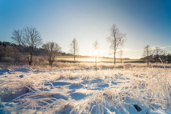 Gränd Vintern Sverige Träd Snö Landsbygden — Stockfoto