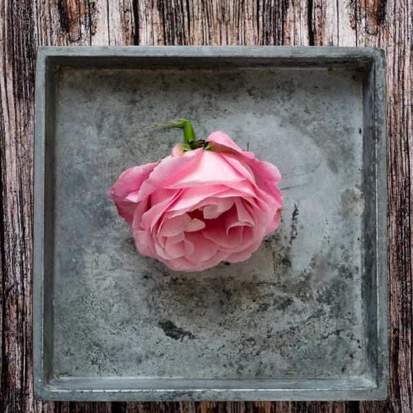 Hermosa Flor Rosa Fondo Cerca — Foto de Stock