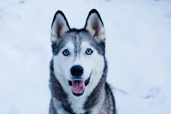 Smukke Sibiriske Husky Med Blå Øjne - Stock-foto