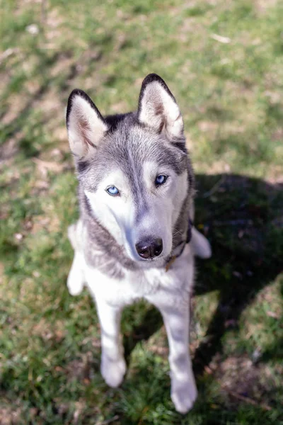 Hermoso Husky Siberiano Con Ojos Azules —  Fotos de Stock