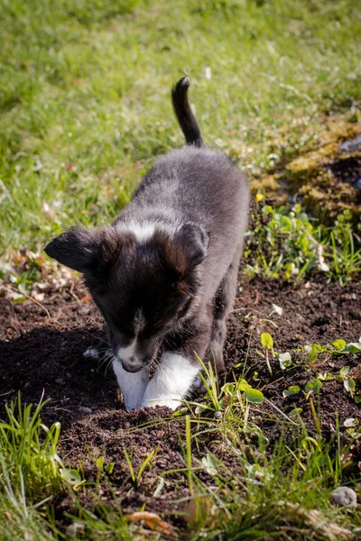 Puppy Graven Buitenshuis Tuin — Stockfoto