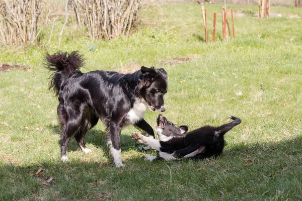 Çimenlerde Yetişkin Köpekle Oynayan Köpek Yavrusu — Stok fotoğraf