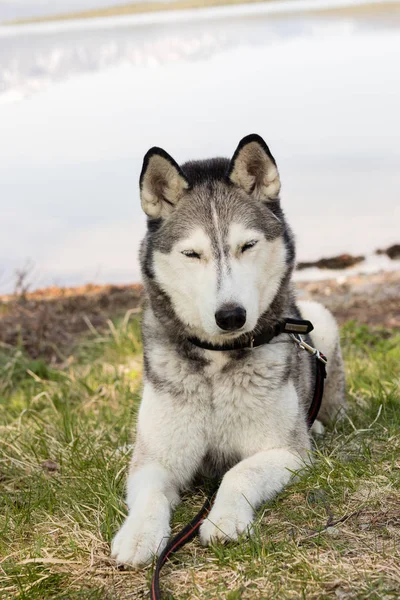 Doğa Üzerinde Oturan Bir Sibirya Husky Portresi — Stok fotoğraf