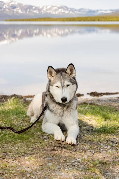 Portret Siedzącego Syberyjskiego Husky Łonie Natury — Zdjęcie stockowe