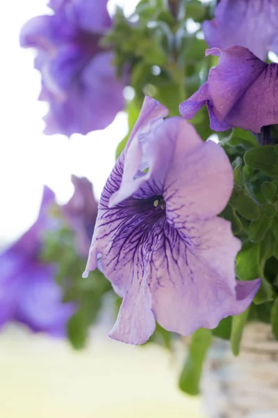 背景に美しい紫色の花 — ストック写真