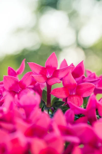 beautiful pink flowers on the background