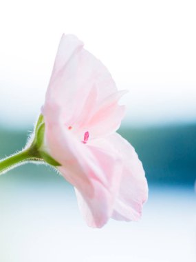 Arka planda güzel pembe bir çiçek