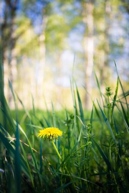 Ormanda yeşil çimenler ve sarı karahindiba.
