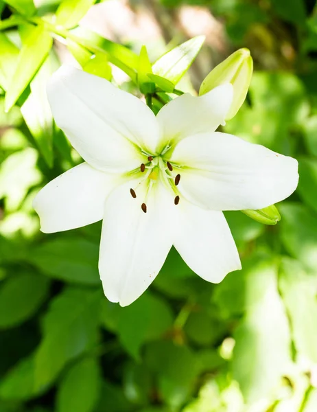 Hermosa Flor Blanca Fondo —  Fotos de Stock