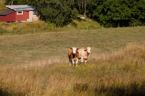 Dwie Krowy Tle Pola — Zdjęcie stockowe