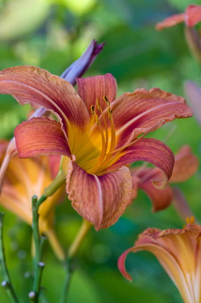 Nahaufnahme Einer Roten Lilie Garten — Stockfoto