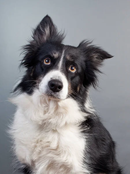 Border Collie Hund Isoliert Auf Hintergrund — Stockfoto