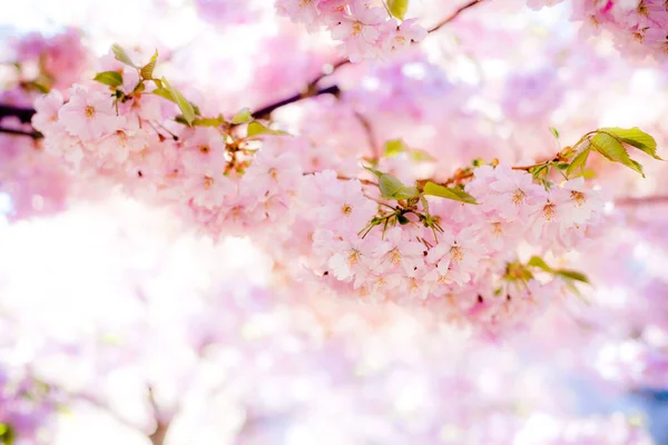 Bloeiende Sakura Bloemen Achtergrond Stockafbeelding