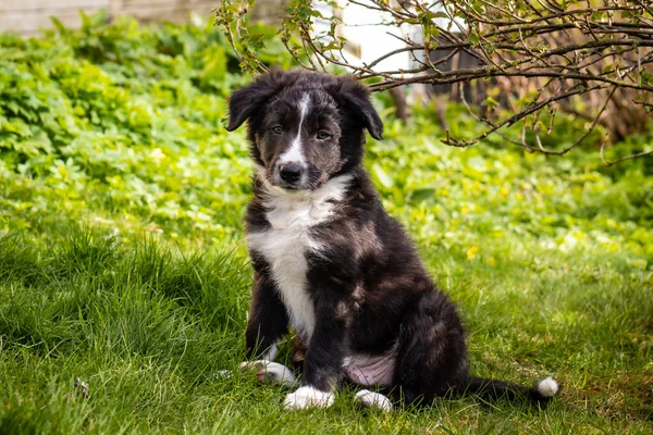 緑の草の上に座っているボーダコリー子犬 — ストック写真