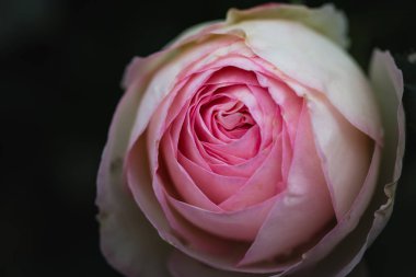 Pembe gül Constance dinç tırmanma makro Türkçe