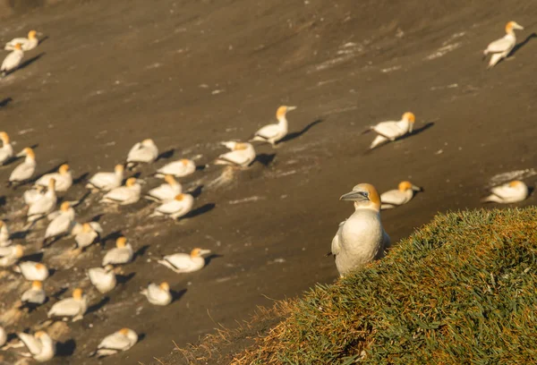 Muriwai Gannet Colony Muriwai Regionális Park Közelében Auckland North Island — Stock Fotó