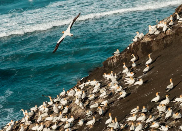 Muriwai Gannet Colony Muriwai Regionális Park Közelében Auckland North Island — Stock Fotó