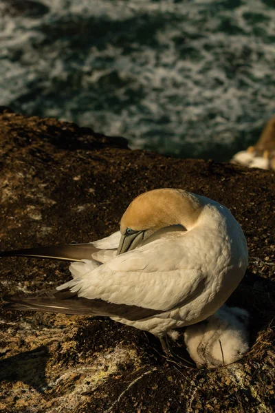 Muriwai Basstölpel Kolonie Muriwai Regionalpark Nahe Auckland Nordinsel Neuseeland — Stockfoto