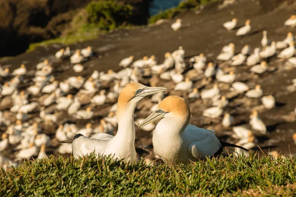 Muriwai Gannet Colony Muriwai Regionális Park Közelében Auckland North Island — Stock Fotó