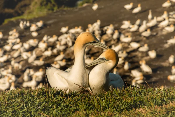 Muriwai Gannet Colony Muriwai Regionális Park Közelében Auckland North Island — Stock Fotó